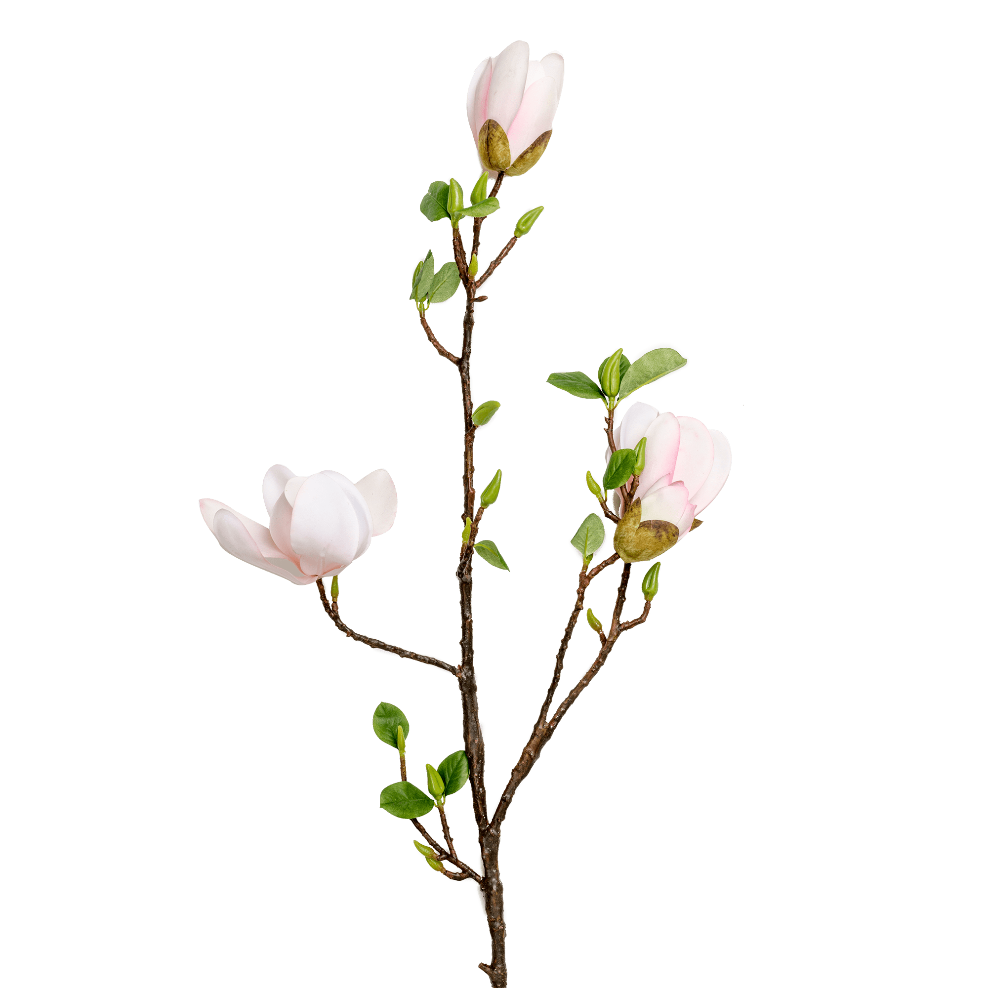 Magnolia Spray