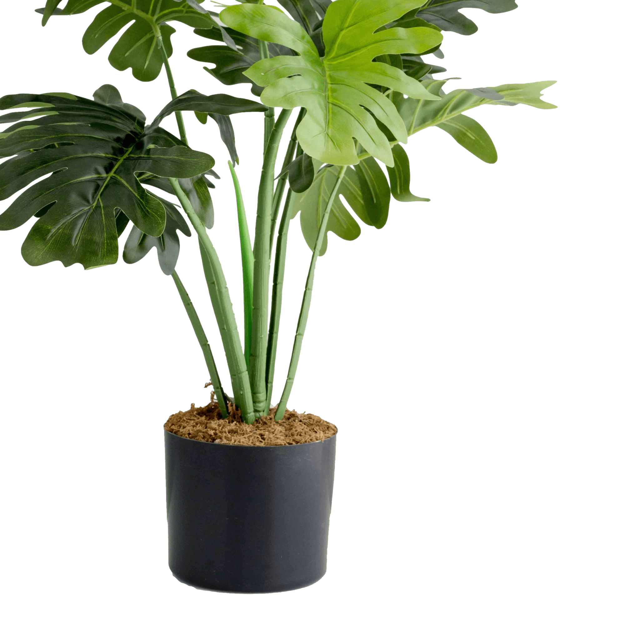 Philodendron Potted Plant