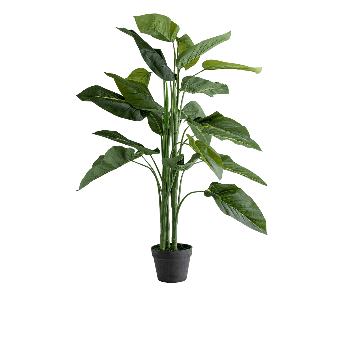 Aureus Potted Plant