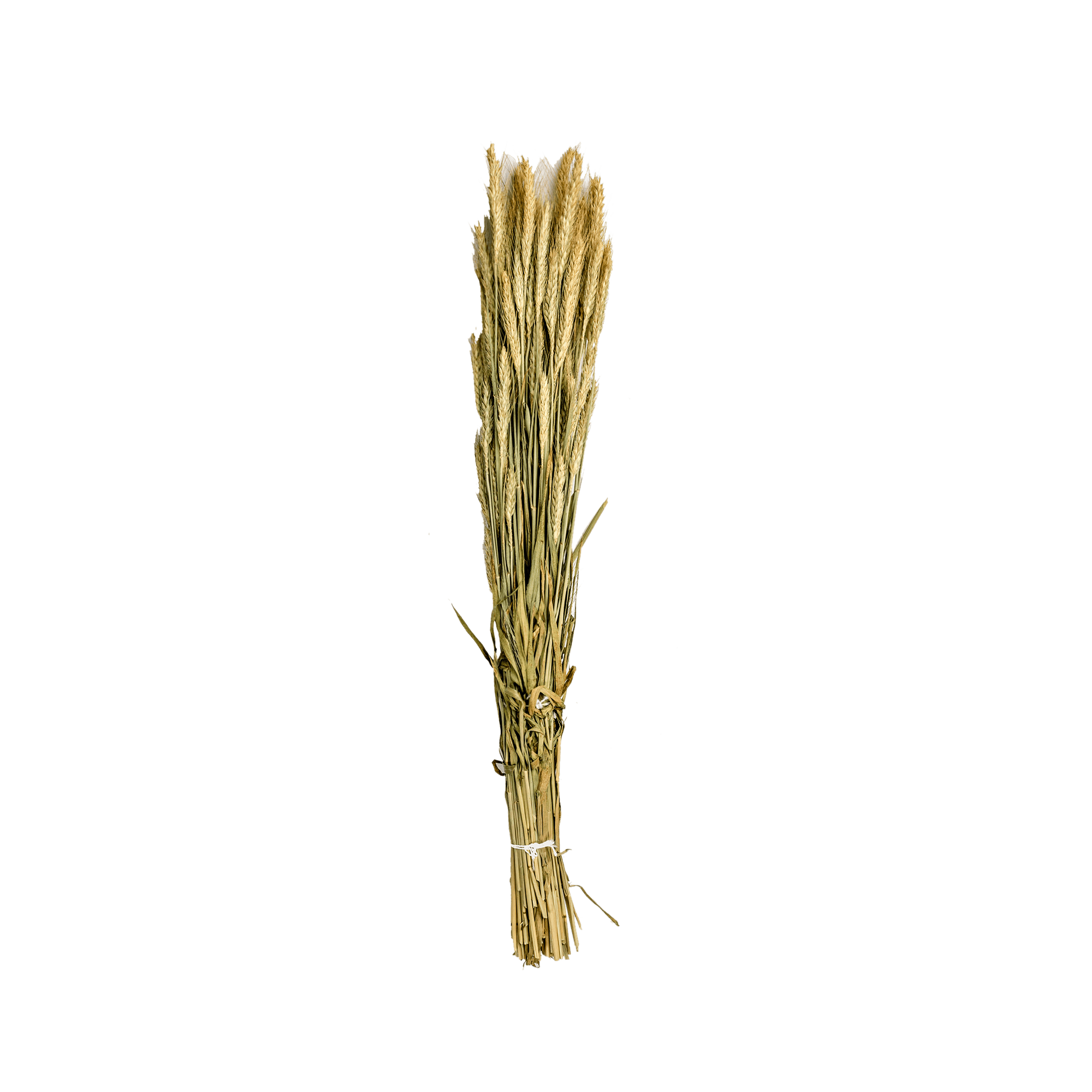 Natural Triticale Dried Botanical