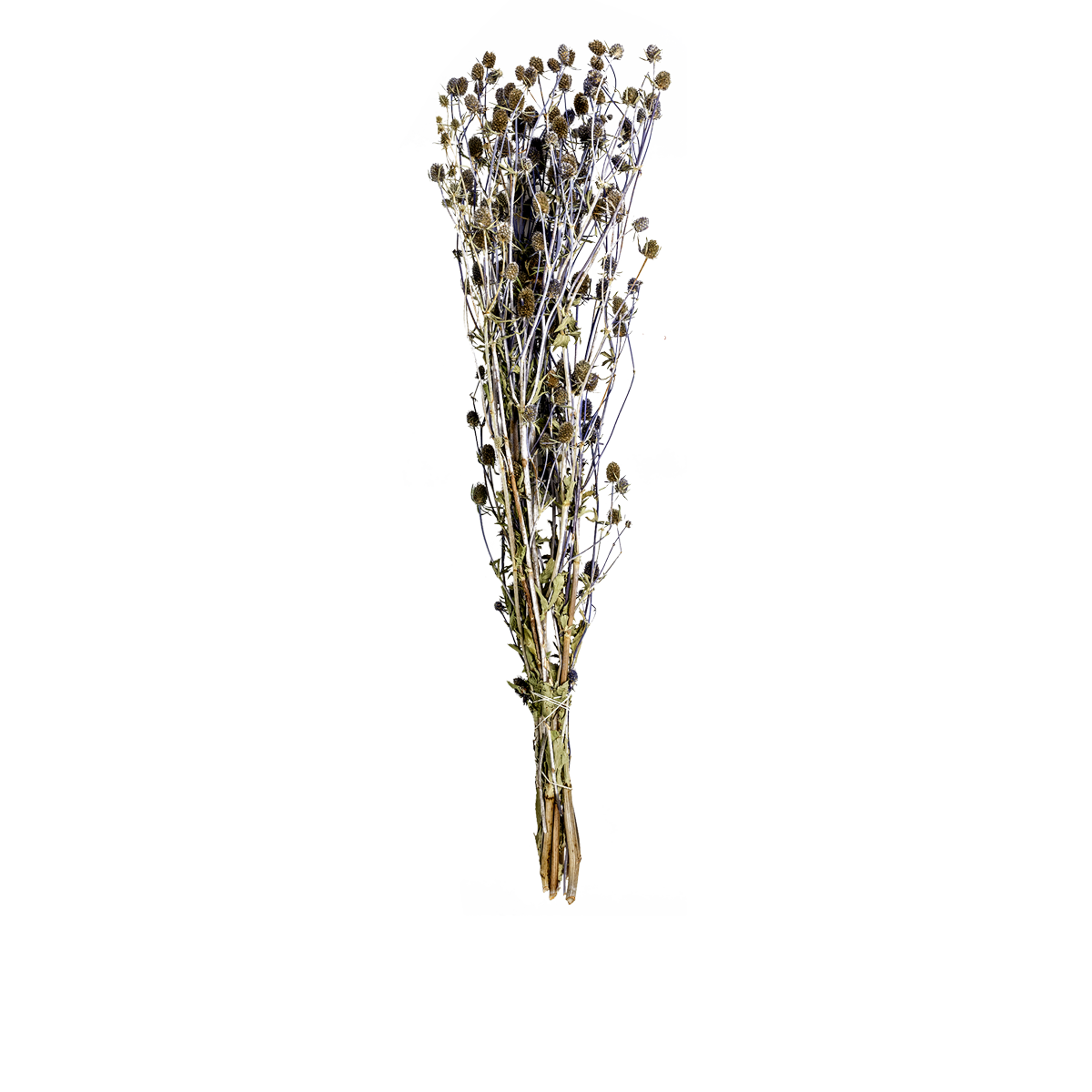 Blue Eryngium Alpine Sea Holly Dried Botanical