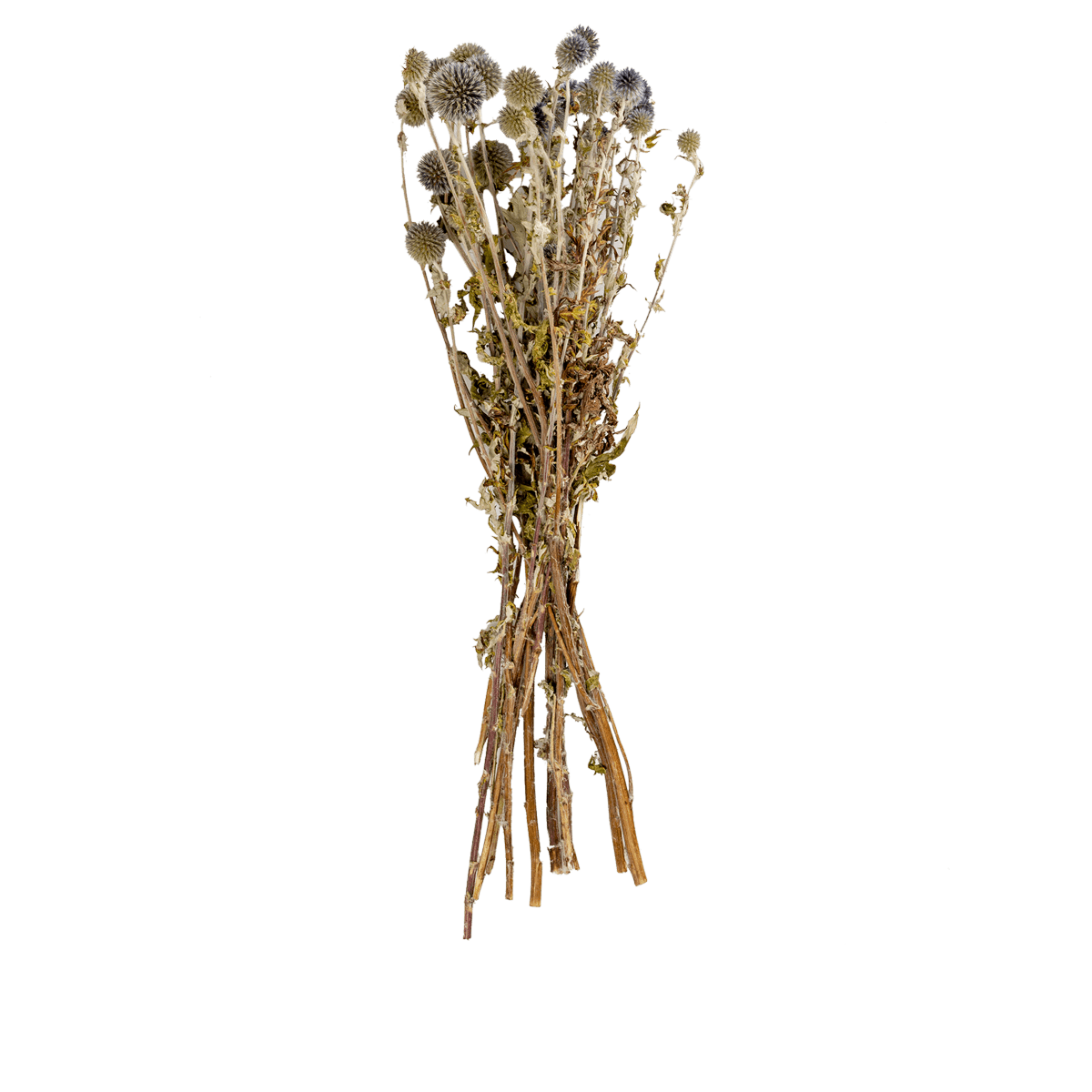 Echinops Nat Bleu Dried Botanical