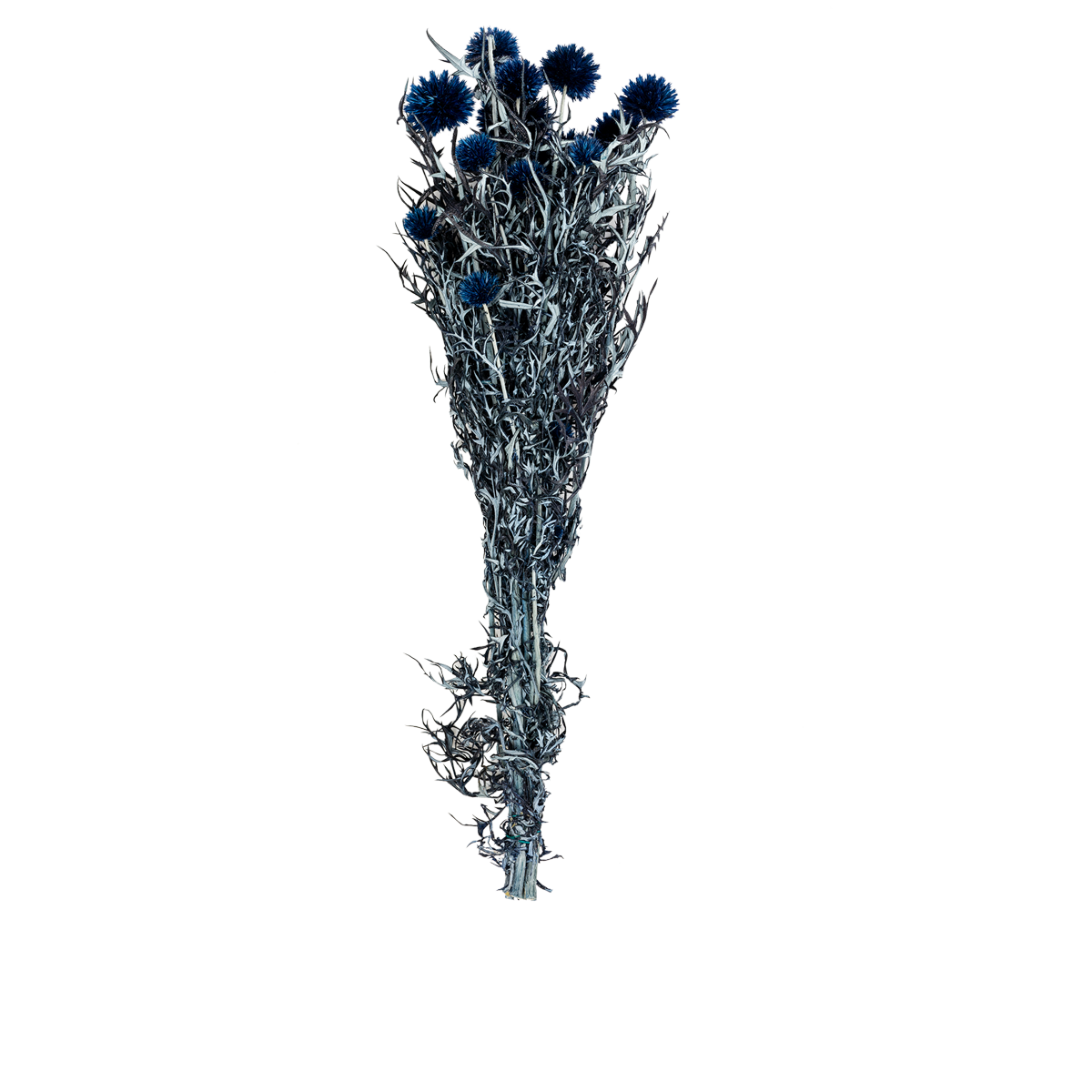 Echinops Pres Bleu Fonce Dried Botanical