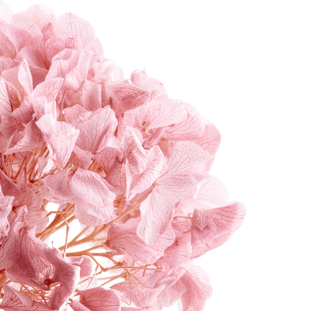 Hortensia Preserve Rose Dried Botanical