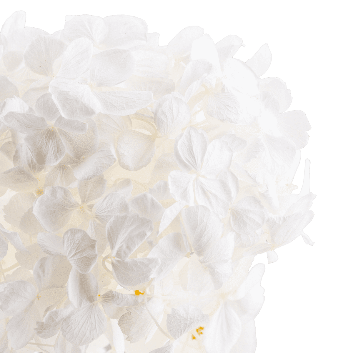 Hortensia Blanc Perle Dried Botanical