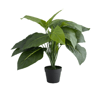 Heartleaf Potted Plant