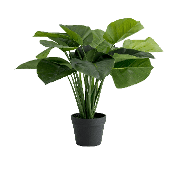 Potted Plant