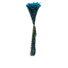 Glixia Bleue Dried Botanical