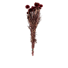 Echinops Bordeaux Dried Botanical