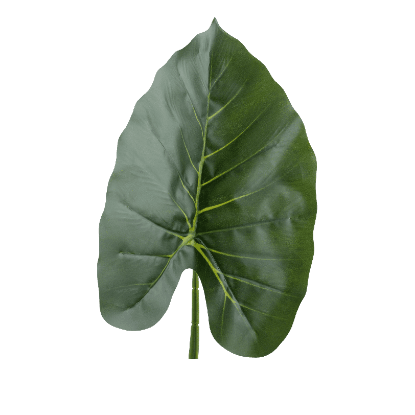 Taro Potted Plant