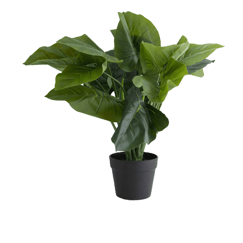 Taro Potted Plant