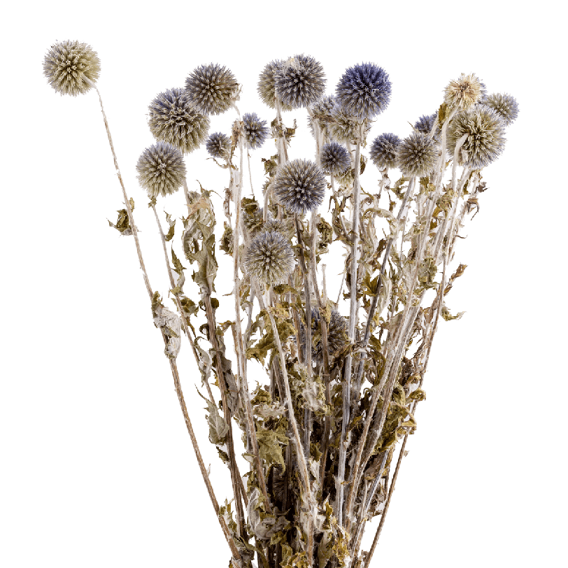 Dried Flower